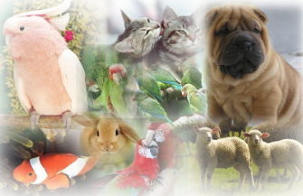 ANIMALES DOM&Eacute;STICOS